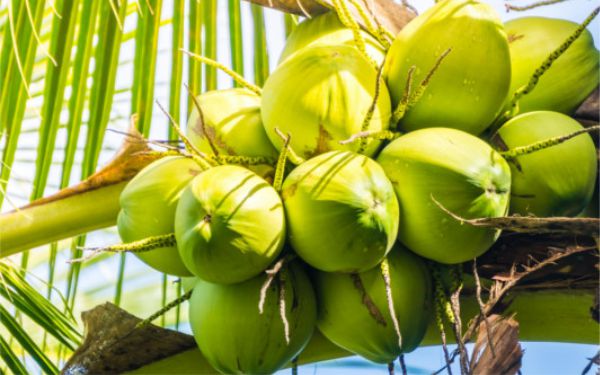 Coco Verde Benefícios para Saúde