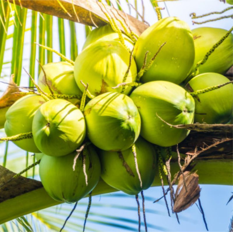 Benefícios da polpa do côco verde para a saúde Coco Como Escolher O Melhor Na Hora Da Compra Vita Valle Distribuidor De Frutas Em Juazeiro Ba